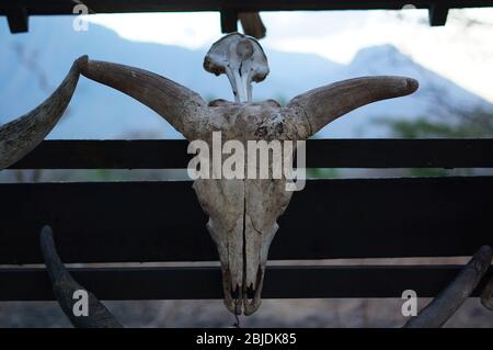 Schädel von Tieren, die an Bäumen hängen, sind in der Wildnis, Spuren von wilden Raubtieren und natürlichen Raubtieren. Stockfoto