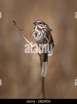 Ein Singsperling hält sich vor einem braunen, verschwommenen natürlichen Hintergrund an einer dünnen Pflanze Stockfoto