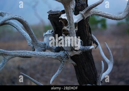 Schädel von Tieren, die an Bäumen hängen, sind in der Wildnis, Spuren von wilden Raubtieren und natürlichen Raubtieren. Stockfoto