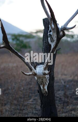 Schädel von Tieren, die an Bäumen hängen, sind in der Wildnis, Spuren von wilden Raubtieren und natürlichen Raubtieren. Stockfoto