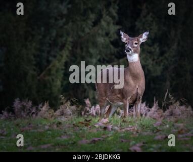 Ein weibliches Weißschwanz-Hirsch steht im Herbst vor einer dunkelgrünen Hecke von Evergreens Stockfoto