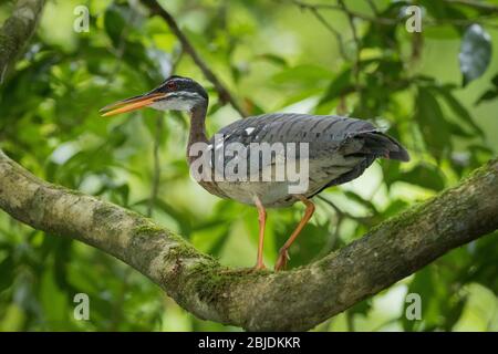 Sunbittern (Eurypyga helias) auf einem Ast. Puerto Viejo Fluss. Heredia Provinz. Costa Rica. Stockfoto