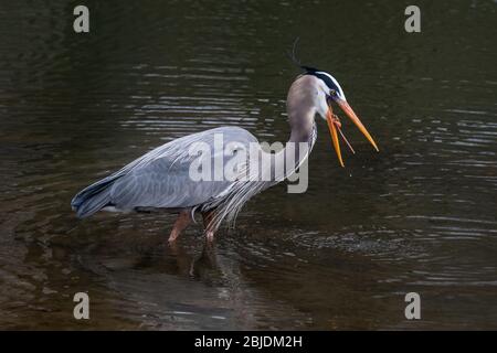 Ein großer blauer Reiher, der einen Krebse schlucken wird, während er in einem Pennsylvania-Bach jagt Stockfoto