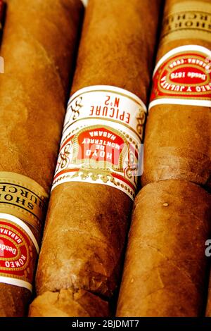 Zigarren: Kubanische Zigarren. Romeo y Julieta und Hoyo de Monterrey. Handgedrehtes traditionelles Tabakprodukt. Weißer Hintergrund. Stockfoto