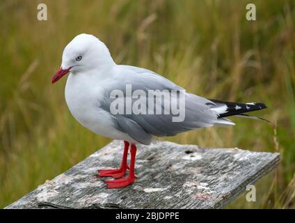 Rotschnabelmöwe (Chroicocephalus novaehollandiae scopulinus), Taiaroa Head, Dunedin, Neuseeland Stockfoto