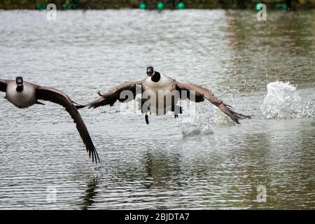 Summers Road, Godalming. April 2020. Ein bewölktes Wetter in den Heimatdikten mit periodischen Niederschlägen. Wildvögel am Broadwater Lake in Godalming, Surrey. Kredit: james jagger/Alamy Live News Stockfoto