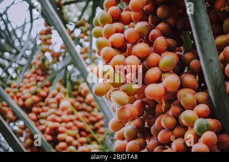 Frische Datteln auf dem Baum der saudischen Wüste Stockfoto