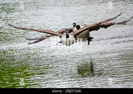 Summers Road, Godalming. April 2020. Ein bewölktes Wetter in den Heimatdikten mit periodischen Niederschlägen. Wildvögel am Broadwater Lake in Godalming, Surrey. Kredit: james jagger/Alamy Live News Stockfoto