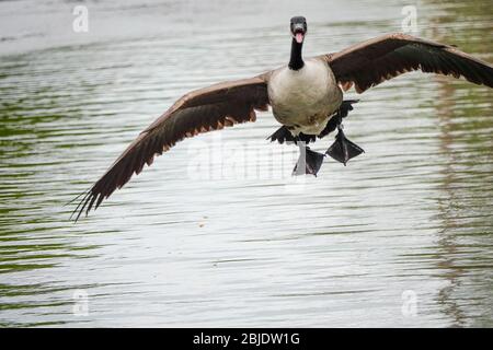 Summers Road, Godalming. April 2020. Ein bewölktes Wetter in den Heimatdikten mit periodischen Niederschlägen. Wildvögel am Broadwater Lake in Godalming, Surrey. Kredit: james jagger/Alamy Live News Stockfoto