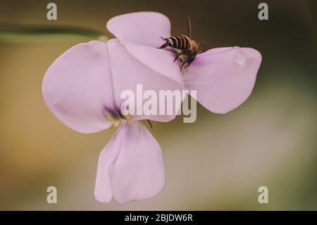 Kleine und süße Blumen in der Natur Stockfoto