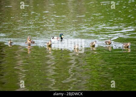 Summers Road, Godalming. April 2020. Ein bewölktes Wetter in den Heimatdikten mit periodischen Niederschlägen. Wildvögel am Broadwater Lake in Godalming, Surrey. Kredit: james jagger/Alamy Live News Stockfoto