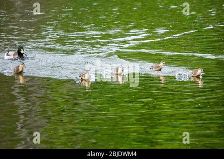 Summers Road, Godalming. April 2020. Ein bewölktes Wetter in den Heimatdikten mit periodischen Niederschlägen. Wildvögel am Broadwater Lake in Godalming, Surrey. Kredit: james jagger/Alamy Live News Stockfoto