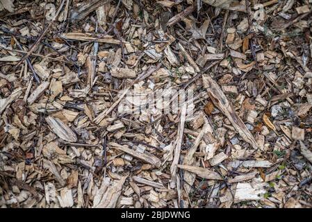 Nahaufnahme von Holz raue Mulch Stockfoto