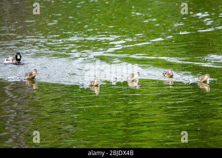 Summers Road, Godalming. April 2020. Ein bewölktes Wetter in den Heimatdikten mit periodischen Niederschlägen. Wildvögel am Broadwater Lake in Godalming, Surrey. Kredit: james jagger/Alamy Live News Stockfoto