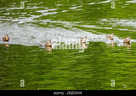 Summers Road, Godalming. April 2020. Ein bewölktes Wetter in den Heimatdikten mit periodischen Niederschlägen. Wildvögel am Broadwater Lake in Godalming, Surrey. Kredit: james jagger/Alamy Live News Stockfoto