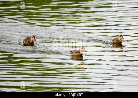 Summers Road, Godalming. April 2020. Ein bewölktes Wetter in den Heimatdikten mit periodischen Niederschlägen. Wildvögel am Broadwater Lake in Godalming, Surrey. Kredit: james jagger/Alamy Live News Stockfoto