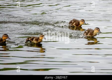 Summers Road, Godalming. April 2020. Ein bewölktes Wetter in den Heimatdikten mit periodischen Niederschlägen. Wildvögel am Broadwater Lake in Godalming, Surrey. Kredit: james jagger/Alamy Live News Stockfoto