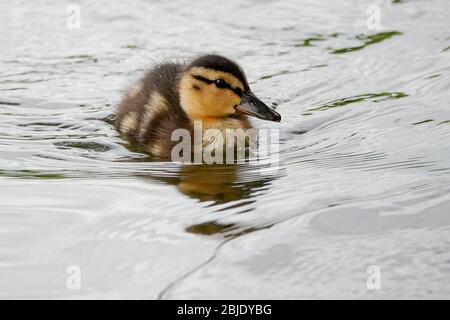 Summers Road, Godalming. April 2020. Ein bewölktes Wetter in den Heimatdikten mit periodischen Niederschlägen. Wildvögel am Broadwater Lake in Godalming, Surrey. Kredit: james jagger/Alamy Live News Stockfoto