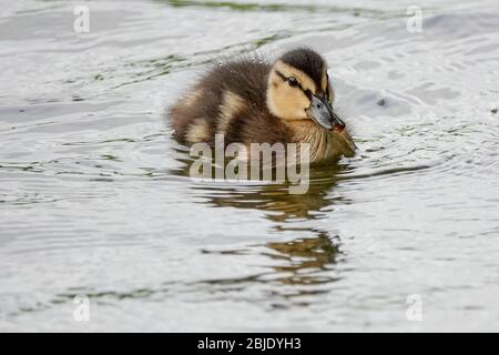 Summers Road, Godalming. April 2020. Ein bewölktes Wetter in den Heimatdikten mit periodischen Niederschlägen. Wildvögel am Broadwater Lake in Godalming, Surrey. Kredit: james jagger/Alamy Live News Stockfoto