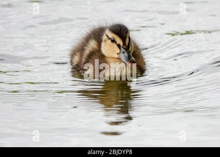 Summers Road, Godalming. April 2020. Ein bewölktes Wetter in den Heimatdikten mit periodischen Niederschlägen. Wildvögel am Broadwater Lake in Godalming, Surrey. Kredit: james jagger/Alamy Live News Stockfoto