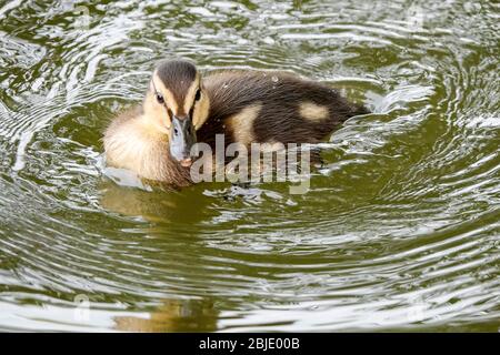 Summers Road, Godalming. April 2020. Ein bewölktes Wetter in den Heimatdikten mit periodischen Niederschlägen. Wildvögel am Broadwater Lake in Godalming, Surrey. Kredit: james jagger/Alamy Live News Stockfoto