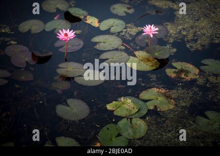 Seerosen an einem Wasserteich im Wat Mahathat Tempel, Sukhothai historische Stätte, Sukhothai, Thailand. Stockfoto