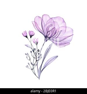 Aquarell Rosenstrauß. Handgemalte Kunstwerke mit transparenten violetten Blüten isoliert auf weiß. Botanische Illustration für Karten, Hochzeit Design Stockfoto