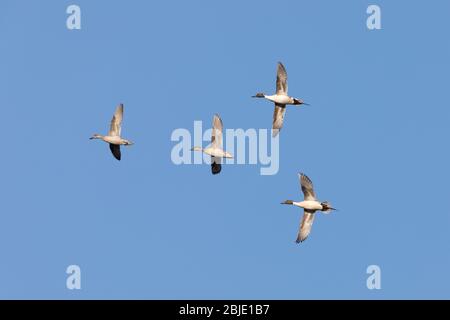 Eine Herde von Northern Pintail Ducks Stockfoto