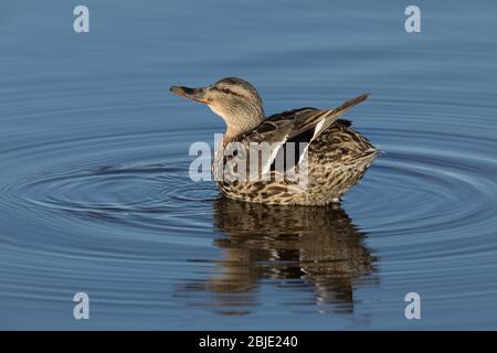 Mallard Duck Hen posiert für eine Nahaufnahme Stockfoto