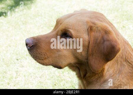 Das Profil und Kopf und Schultern eines gesunden und starken Fox Red labrador Retriever Haustier Hund Stockfoto