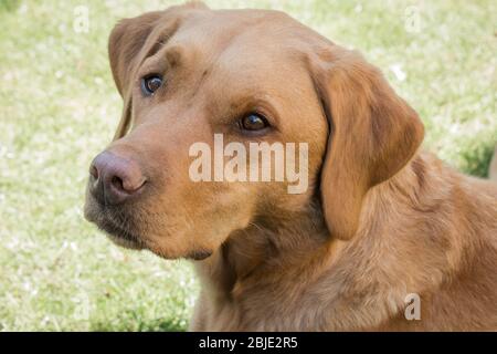 Das Profil und Kopf und Schultern eines gesunden und starken Fox Red Labrador Retriever Haustierhundes im Freien Stockfoto