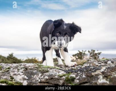 Neugierig neugierig Border Collie Welpe auf den Felsen Stockfoto