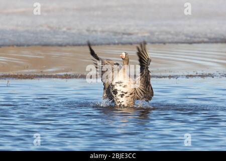 Weiße Fronten oder Speckle Belly Gans Flating Wings Stockfoto