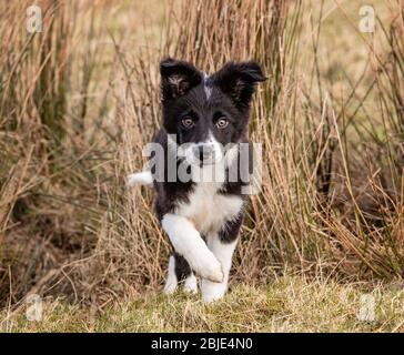 Border Collie Welpen im Gras Stockfoto