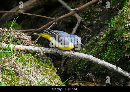 Bridport, Dorset, Großbritannien. April 2020. Wetter in Großbritannien. Ein grauer Waggtail, der an einem Nachmittag bei trüber Sonne auf einem Ast neben dem Ufer des Flusses Asker in Bridport in Dorset sitzt. Bild: Graham Hunt/Alamy Live News Stockfoto