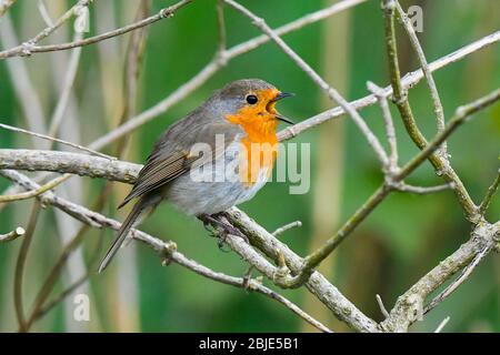 Bridport, Dorset, Großbritannien. April 2020. Wetter in Großbritannien. Ein Robin sitzt auf einem toten Ast und singt am Ufer des Flusses Asker in Bridport in Dorset an einem Nachmittag mit trüber Sonne. Bild: Graham Hunt/Alamy Live News Stockfoto