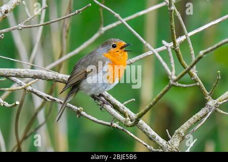 Bridport, Dorset, Großbritannien. April 2020. Wetter in Großbritannien. Ein Robin sitzt auf einem toten Ast und singt am Ufer des Flusses Asker in Bridport in Dorset an einem Nachmittag mit trüber Sonne. Bild: Graham Hunt/Alamy Live News Stockfoto