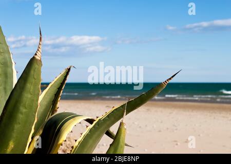 Agave Americana marginata am Strand im Mittelmeer im Sommer Stockfoto