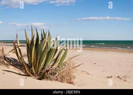 Agave Americana marginata am Strand im Mittelmeer im Sommer Stockfoto
