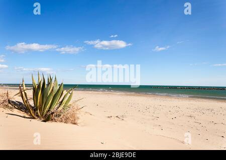 Agave Americana marginata am Strand im Mittelmeer im Sommer Stockfoto