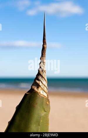 Agave Americana marginata Blatt am Strand im Mittelmeer im Sommer Stockfoto
