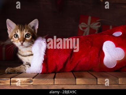 bengalen Kätzchen Weihnachtszeit Weihnachten rote Socke mit Geschenk Bakground Stockfoto