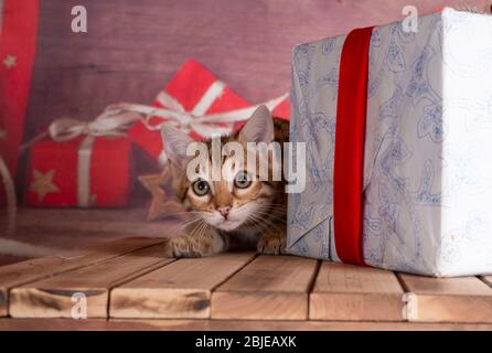 bengalen Kätzchen Weihnachtszeit Weihnachten rote Socke mit Geschenk Bakground Stockfoto