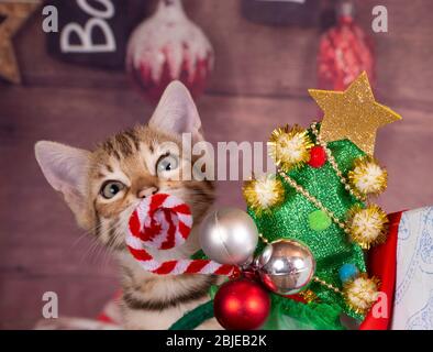 bengalen Kätzchen Weihnachtszeit Weihnachten rote Socke mit Geschenk Bakground Stockfoto