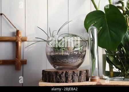 Dekorative Glasvasen mit Sukkulenten und Kaktuspflanzen im Innenraum Stockfoto