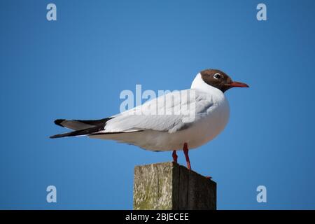 Erwachsene Schwarzkopfmöwe (Chroicocephalus ridibundus) im Sommer das Gefieder, das auf einem Pfosten streicheln. Stockfoto