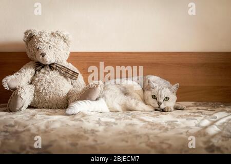 Hauskatze auf einem Sofa neben einem Spielzeug, ein alter Teddybär, selektive Fokus ruht. Gemütlichkeit Hintergrund im Vintage-Stil Stockfoto