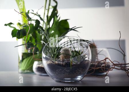 Florarium in Glasvasen mit Sukkulenten auf grauem Tisch Stockfoto