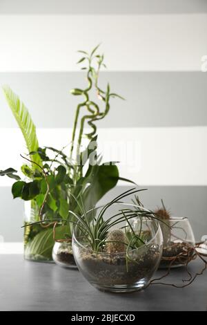 Florarium in Glasvasen mit Sukkulenten auf grauem Tisch Stockfoto