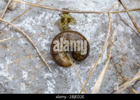 Die Larven des Maikäfer-Käfer oder Maikäfer Stockfoto